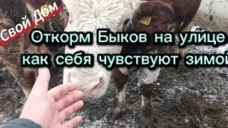 Откорм Быков! Как им живется на улице ?
