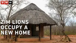 Lion about... Zimbabwe ranger station the new home for 2 lions