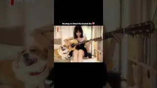 Sunflower ~ 孙培博 Guitar Cover By Sweetest Duo #aesthetic #lyrics #sunflower #cover