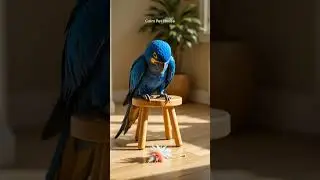 Kiko Spots a Feather Toy &mdash; Quiet Curiosity🦜#cutepetvideos #animals #petshorts #shorts