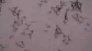 The flight of the bats in Austin, Texas