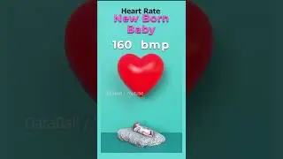 Heart Beats Rate of animals birds  #comparison #speed