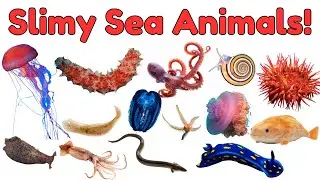 Slimy Sea Creatures for Kids | Sea Animals Vocabulary for Kids | Ocean Animals Vocabulary for Kids