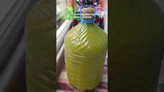 Hakiki Zeytinyağı B&ouml;yle Donar | Manisa Saruhanlı Trilye Zeytinim