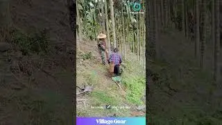 Wife's CATCH is Legendary! 😂 Areca Nut Harvest GOALS! #arecanut #harvest #couplegoals #teamwork