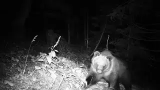 Ripreso un giovane orso che si aggira nei boschi del Friuli Venezia Giulia