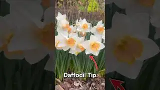 Daffodil tip for more blooms 👌