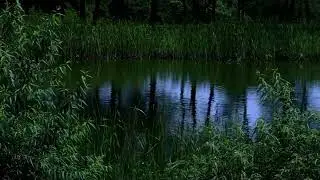 4k Relaxing nature sound short video clip of nature