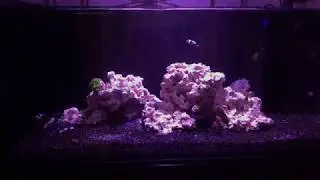 The Beginning: Nuvo Fusion Peninsula 20G Long Reef Tank