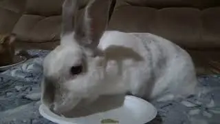 Bunny Boo's 6th birth/gotcha day with special guest Kitty Friend.