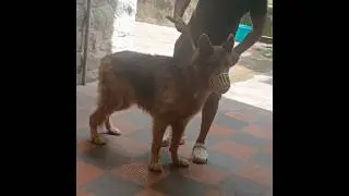 അങ്ങനെ ആദ്യമായി ഞാൻ pet hospital poyi 😍 #ytshorts #pethospital
