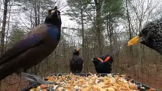 Blue Jays, Starlings, Common Grackles, Red-winged Blackbird