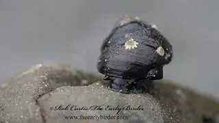 BLACK TEGULA, Tegula funebralis. in tidepool