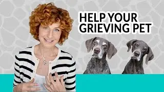 Do Dogs Grieve? How to Support Pets | Animals and Afterlife