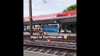 This only happens in Switzerland, cows jump onto the train tracks🇨🇭🤯