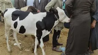 اسعار العجلات القنية اليوم (سوق دمنهور للمواشي