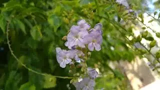 Pingo-de-Ouro/(Duranta erecta) L. [Leitura na Descri&ccedil;&atilde;o]#plantas
