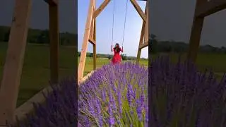 🌿 Exploring a Stunning Lavender Farm in Canada 🇨🇦🪻 #viral #canada