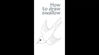 How to draw swallow