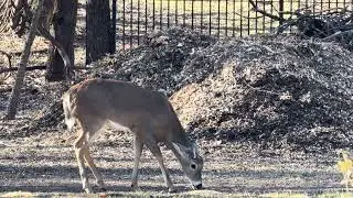 Doe, Spikes, And Turkeys - 1/18/26