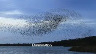 Murmuration