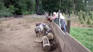 BWTB - Slopping the pigs