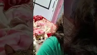 Chances of getting killed by a Cat are less but never Zero ☠️#cat #viral #kill #reels #shorts #cute
