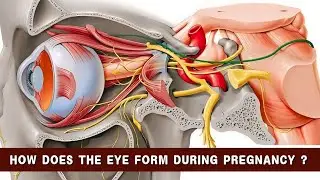 How does the eye form ? White board animation