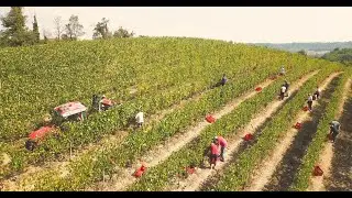 Vendemmia 2023 Braida