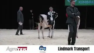 Kimbrerskuet 2025 - Holstein Kvier, Hold 2