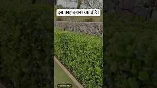 Cheapest nursery in Noida #Plant # Nursery #onlinenursery #reels #youtubeshorts #viral