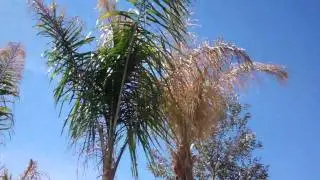 Piru Queen Palm Cold Hardy Comparison
