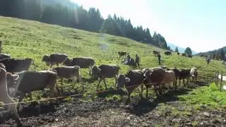 Alpe Schattwald Viehscheid 2012