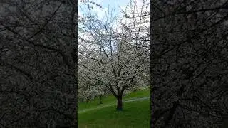 Cherry blossom in Prague