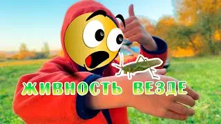 Семейный отдых на природе с палаткой, печкой и туалетом. Мы встретили много живности
