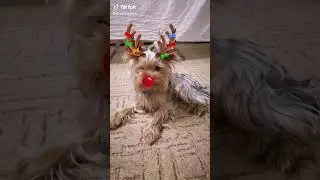 Симпатяга #йорк#reels#youtubeshort s#youtube#usa#shortsvideo#shortvideo#shorts#словопацана#video#dog