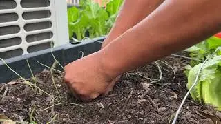 cebollitas cambray del semillero a la cosecha  el transplante 30052022