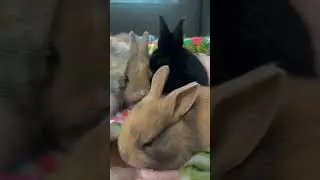 I&rsquo;m in bunny heaven! 🐰#dream #love #bunny #music #rabbit #country #relaxing #pets #fyp