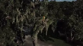 Titusville 200 year old Live Oak removal d05-04