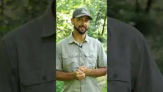 Winter Rye Food Plots