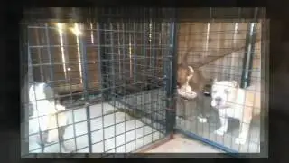 Southern Cali Bullies (American Bully)