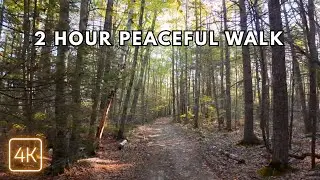 Peaceful Maine Autumn Walk - 2 Hours Relaxing Nature Meditation 4K