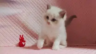ラグドール子猫　09/25 2021 A男の子
