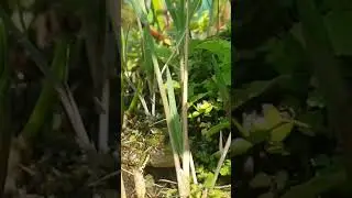 Ranas Saltando y Comiendo Insectos a C&aacute;mara Lenta | #shorts