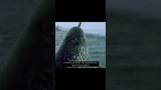 The Magical World of the Ocean | Narwhal #animals #shorts