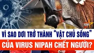 Vì sao dơi trở thành “vật chủ sống”  của virus Nipah chết người?