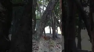 😘Big male tiger|Wow super sighting ❤️#viral #shortvideo#injoy