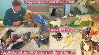 Dog Kennel Mai Puppies K Sath Rabbit Chhod Diya😍Max Or Chota Packet Ka Panga Hua😰Max N Sbko Kat Liya