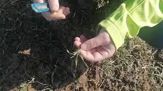 Regenerační přihnojení pozdě seté pšenice