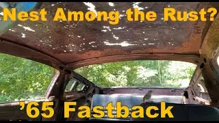 Feathers and Fenders! A Carolina Wren Checks Out the Trashback!